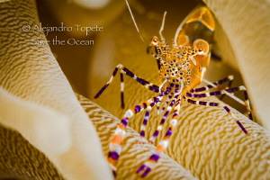 Litle fantasy shrimp, Klein Bonaire by Alejandro Topete 